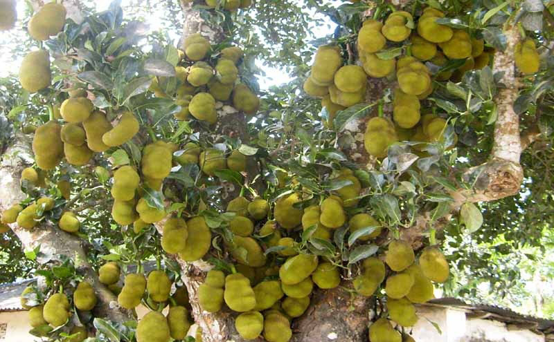 সৈয়দপুরে গাছে গাছে কাঁঠাল, বাম্পার ফলনের আশা